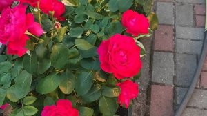 ОБЯЗАТЕЛЬНО ПОСАДИТЕ ЭТИ РОЗЫ. ШИКАРНЫЕ НОВИНКИ.