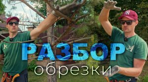 Разбор результатов обрезки сосен с Андреем Тихомировым