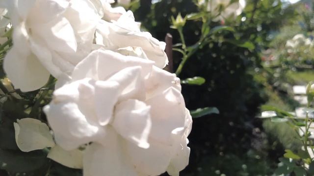 Осеннее цветение моих роз.Полный релакс...Enigma - MMX (The Socia смотреть онлайн