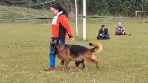 Негус Карил'с Алан