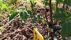 Слепые побеги. Загущенный куст розы-верный путь к боле