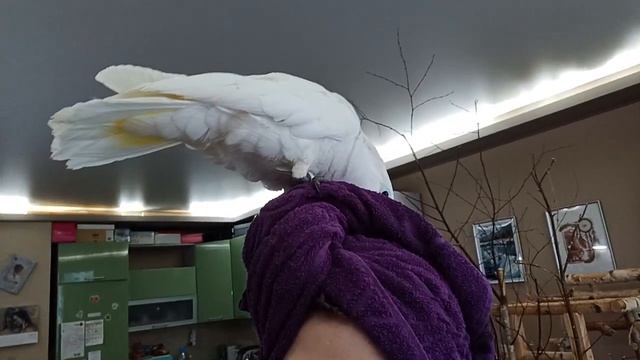 Увлеченно хрумкает полотенце смотреть онлайн