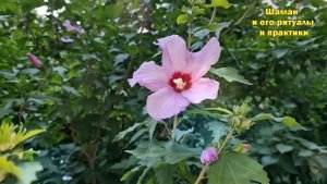 Положите это под подушку и ваши враги начнут терять вс