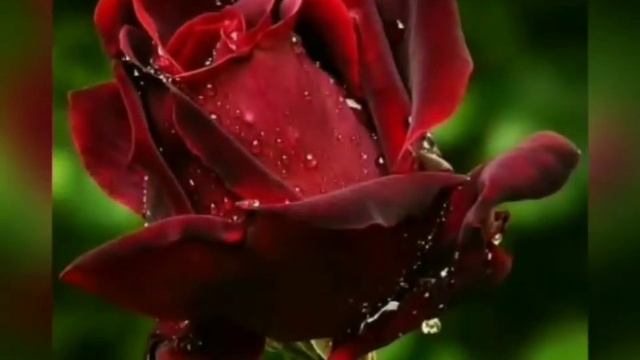 "Миллион алых роз". Исполняет Ольга Севрюгова. смотреть онлайн