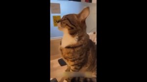 Приколы с котами! Смешные коты! С ОЗВУЧКОЙ! САМЫЕ СМЕШН