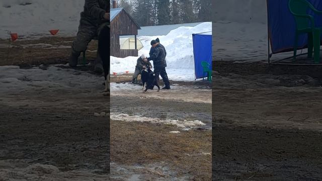 Вторая Удмуртская зимняя выставка лаек . РЕЛ старшая г смотреть онлайн