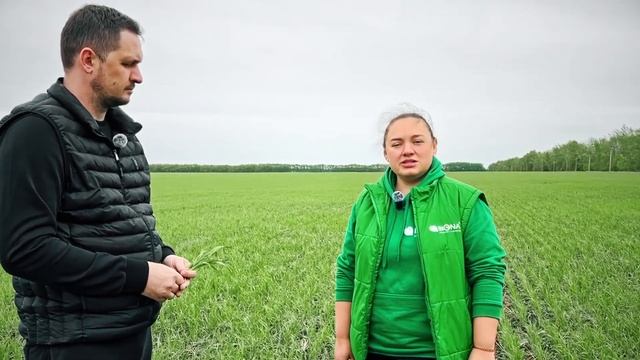 Как работает деструктор стерни? Экспертный анализ с П? смотреть онлайн