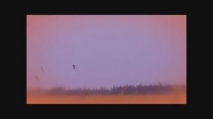 Журавли(Vladimir Korotaev)
