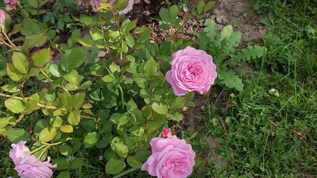 🌹 Новая жизнь розы, не бойтесь пересаживать и общайте смотреть онлайн