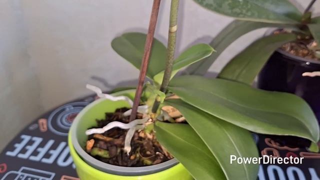 И подумать не могла, что скрывает этот бутон. Свежие ро смотреть онлайн