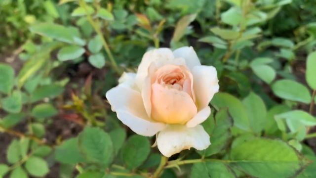 Роза Шарль де Нерво / Charles de Nervaux/ Шраб. ( Modern Shrub) Massad Фран смотреть онлайн