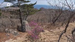 Разведка блогом / Цветение рододендрона / 20.05.25