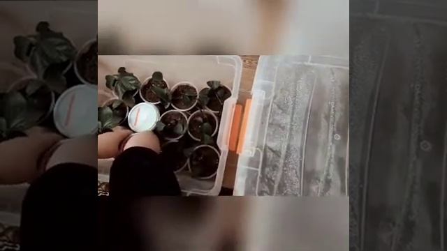 КИТАЙСКИЙ РОЗА ВА ШАФТОЛИ КУЧАТ КИЛИШ смотреть онлайн