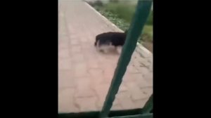 Собака кричит МЕМ