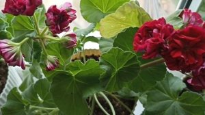 ИВ ЧАРУЮЩИЙ БОРДО ПЕРВОЕ ЦВЕТЕНИЕ ПОСЛЕ ПЕНЬКА()