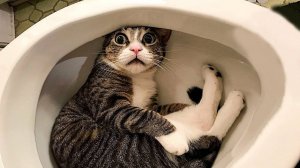 СМЕШНЫЕ КОТЫ 2025 ЛУЧШАЯ ПОДБОРКА ПРИКОЛОВ С КОТАМИ, КОШКИ, КОТИКИ, СМЕШНОЕ ВИДЕО