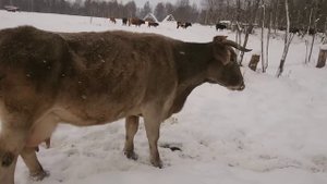 Последние минуты рыжего гиганта (это видео на дзене, с?