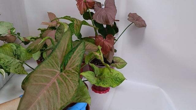 Моя коллекция сингониумов #комнатныецветы #цветы #plants смотреть онлайн