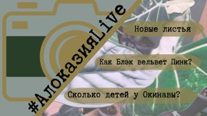 От Окинавы сильвер отделила детей... Это было сложно...