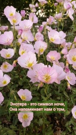 энотера, или "ночная свеча"