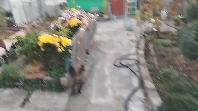 Запорожье.Сирены вместо будильника. Но утро никто не о смотреть онлайн