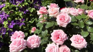 Две мои лучшие чайно-гибридные розы