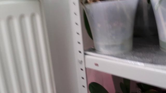 Цветение орхидей продолжается, май 2025г.