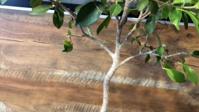 Фикус на штамбе Ч.13 Очередная летняя кардинальная обр? смотреть онлайн