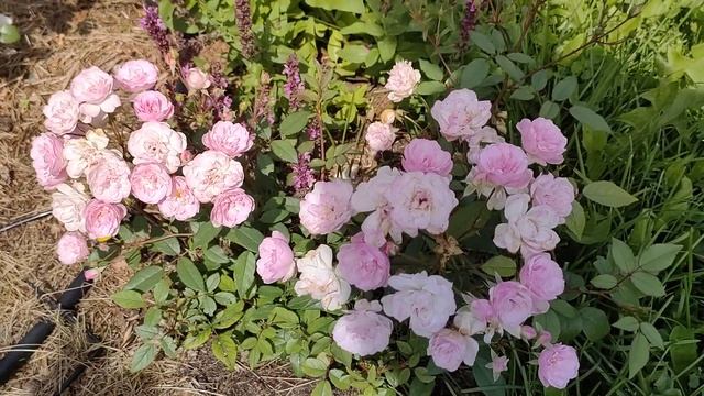 Воздушное кружево и сама нежность Mozart's Lady 🌹🌹🌹 смотреть онлайн