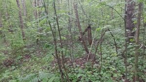 Ищем Сморчковую Шапочку в лесу, нашли неизвестные грибочки.