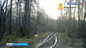 Фотоловушка сняла прогулку косули в нацпарке "Башкирия"