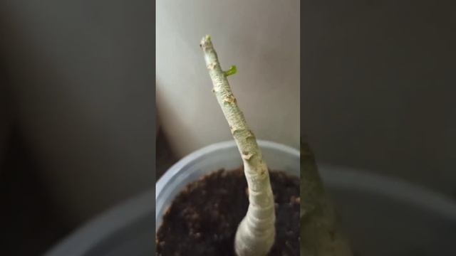 БАРМАТУХА  - очень сильный стимулятор роста. Наблюдени смотреть онлайн