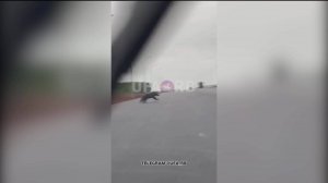 В Башкортостане в больнице скончался пострадавший после нападения медведя мужчина