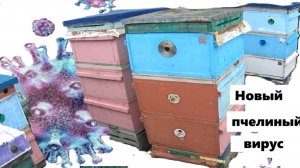 Новый пчелиный вирус и борьба с ним.