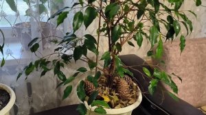 Почему Фикус Бенджамина обиделся и сбросил листья.