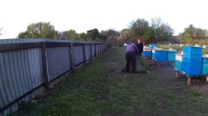 Как быстро посеять фацелию на пасеке.