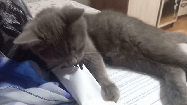 Кошка-ШРЕДЕР! ПУШИСТЫЙ УНИЧТОЖИТЕЛЬ БУМАГИ! смотреть онлайн