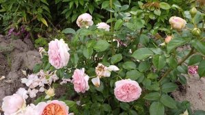 ОБЗОР РОЗЫ МИСТЕР ЛИНКОЛЬН      video 20240610 124452