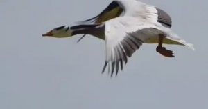 .... Как птицы находят Путь домой...