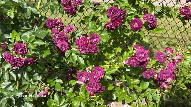 Троянда Блю маджента || Rose Bleu magenta 🌹 смотреть онлайн