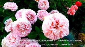 роза Ashley (Эшли), Laurent Cabrol (Лоран Каброль)