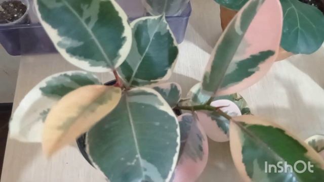 Фикусы. Результаты укоренения. смотреть онлайн