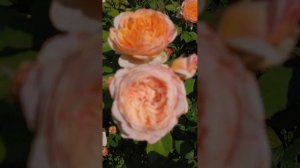 Головокружительно прекрасная роза Шарль де Нерво🥰🌹