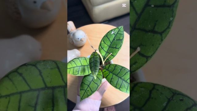 Немного про хойи