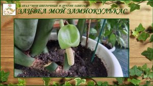 Цветет мой замиокулькас (долларовое дерево)