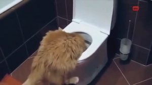 Смыл кота в унитазе СМОТРЕТЬ ВИДЕО ПРИКОЛЫ