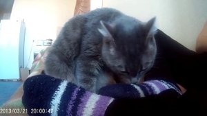 Кошка нюхает носок и открывает рот Прикол!