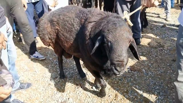 МОЛБОЗОРИ РЕГАР ПАХТАОБОД  нархи ГУСФАНД қучқор бара гисариский овцы 2020