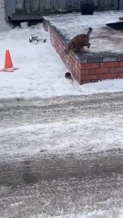 В погоне за крысой