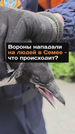 Вороны нападали на людей...